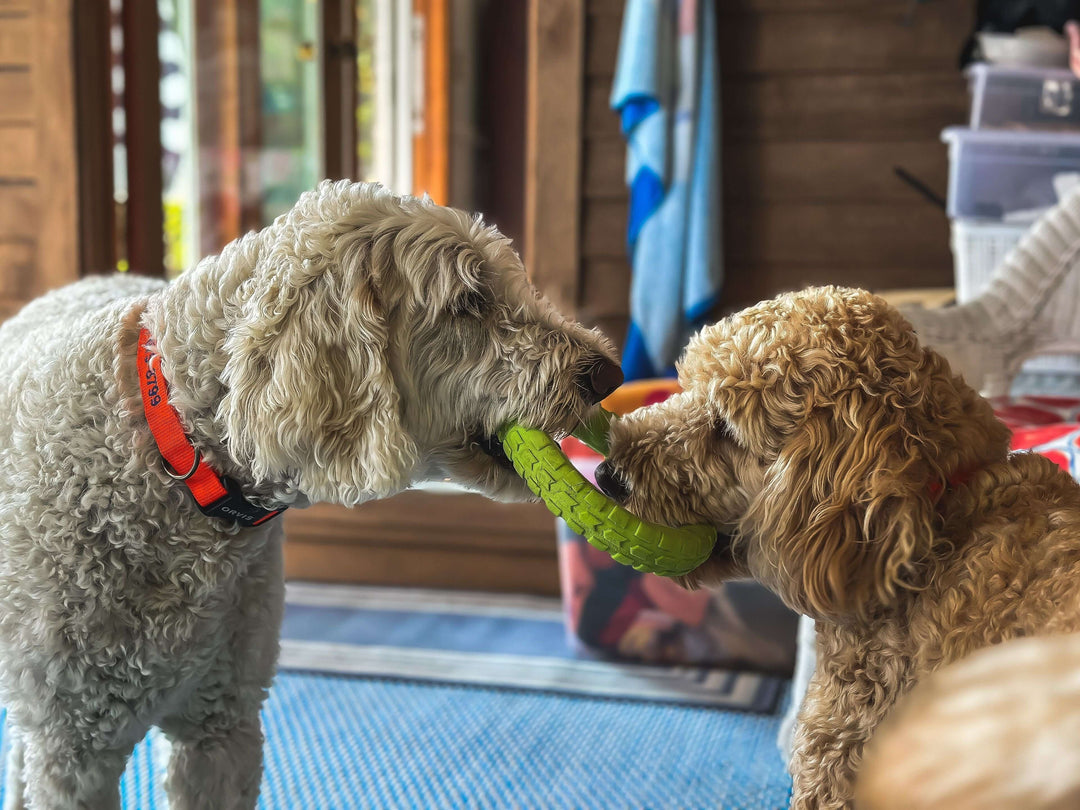 Dog & Cat Supplies: Complete Pet Products Guide