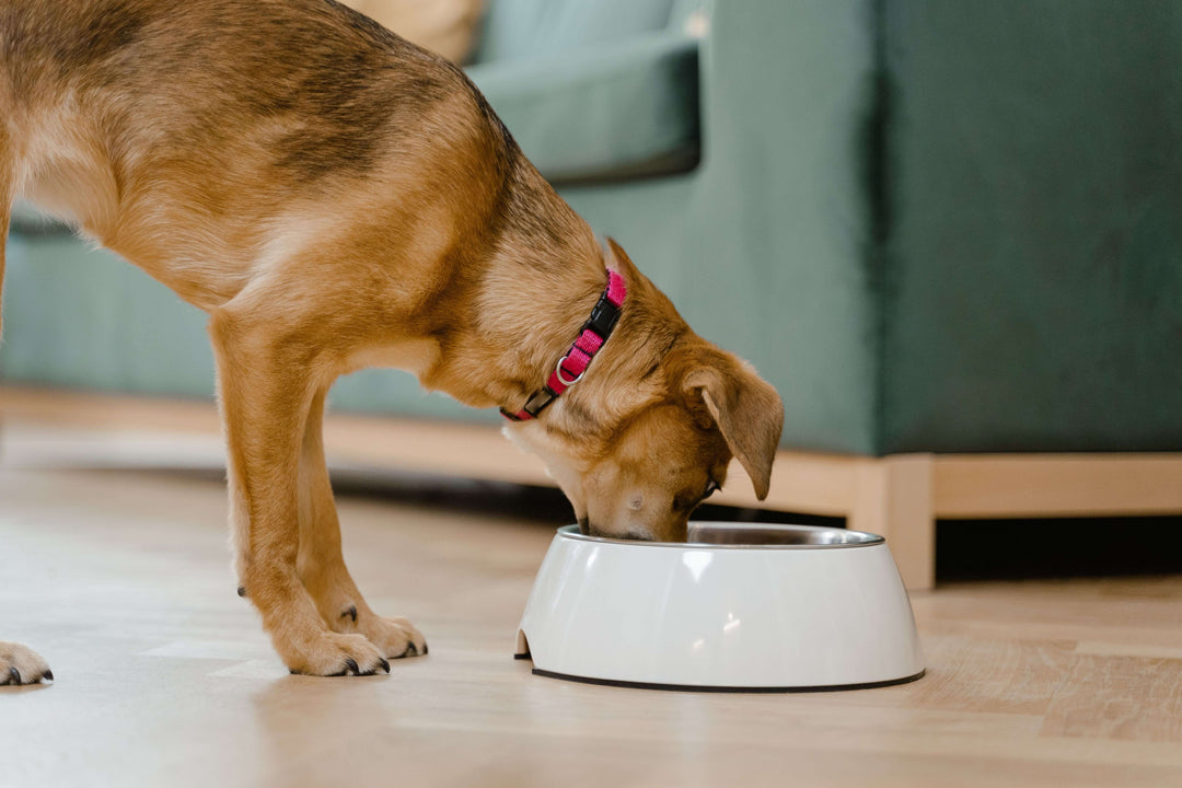 Dog Food and Water Dispensers: Buy Water Fountain for Pets Online at Best Price Online
