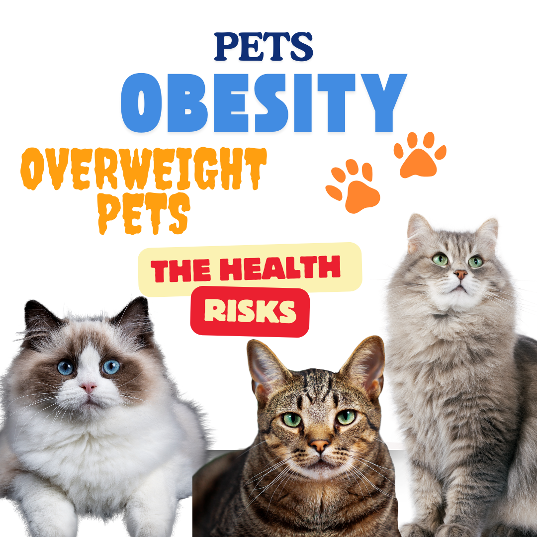 Overweight Pets: The Health Risks and How to Support Natural Weight Loss