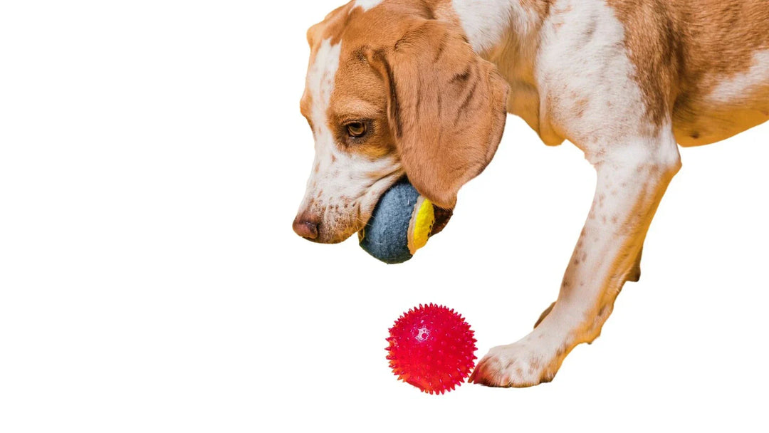 7 Must-Have Best Toys for Puppies That Boost Growth Fast