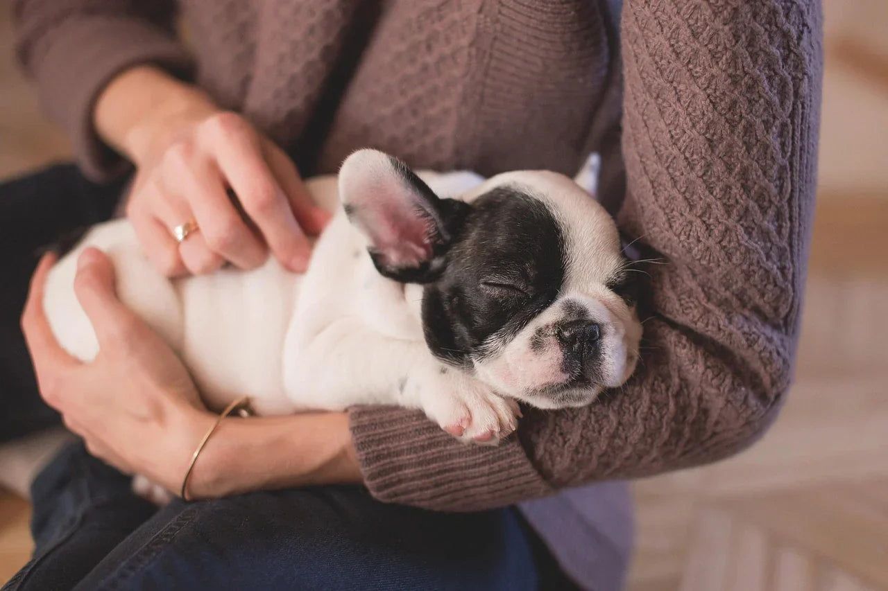 7 Deadly Pet Care Mistakes