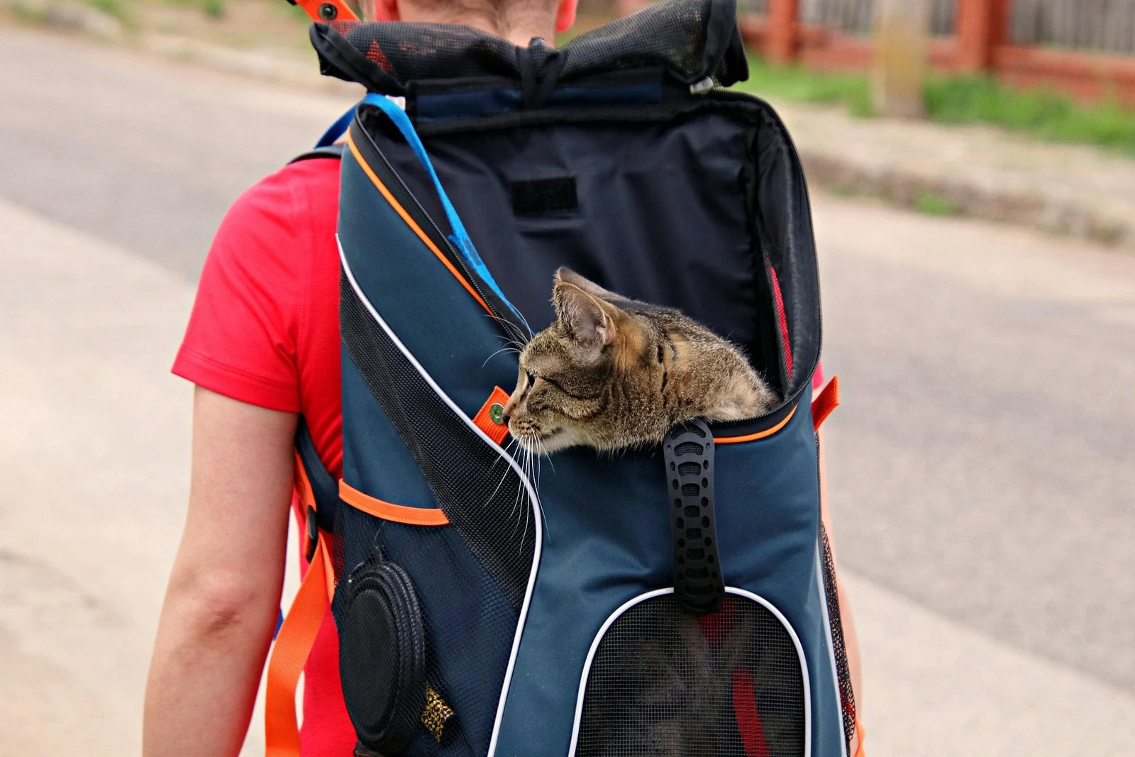 Discover the top 7 cat carriers, reviewed for comfort, safety, and convenience. Find the perfect game-changer for your cat's travel needs.