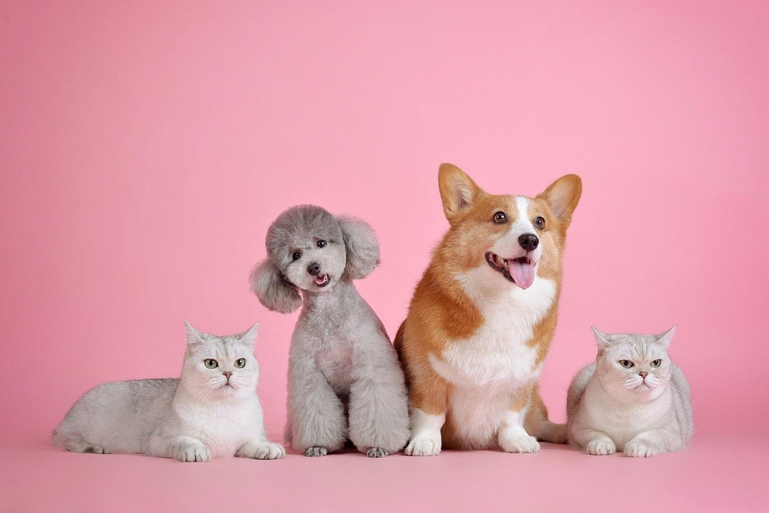 The Ultimate Guide to Choosing the Best Pet Products for Your Dog or Cat