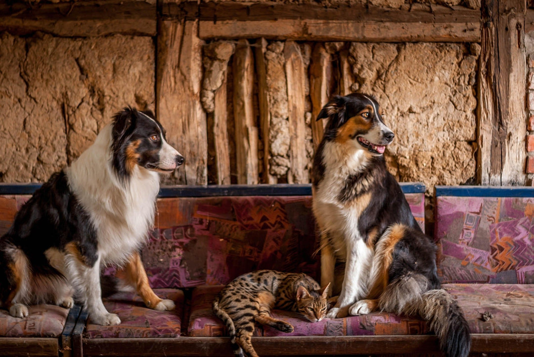 Paw Pals Pet Shop: Caring for Your Pets, One Happy Moment at a Time