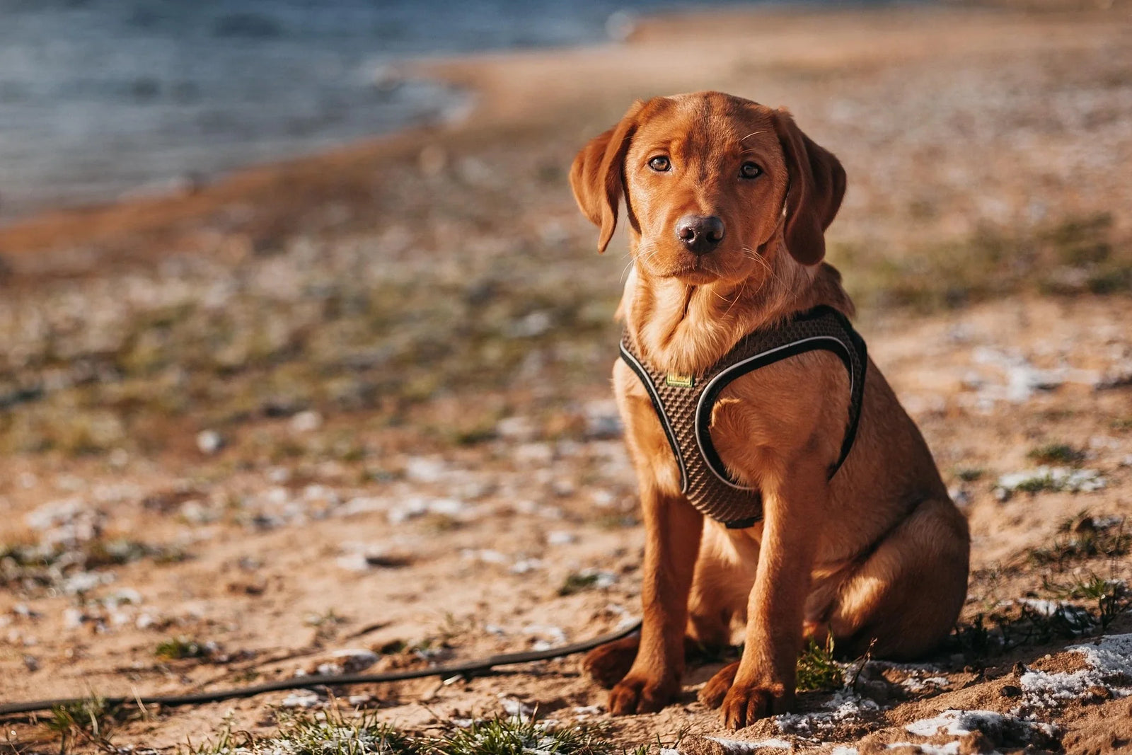 Explore the top 10 ultimate dog harnesses designed to enhance your walks with comfort, control, and style for your furry companion