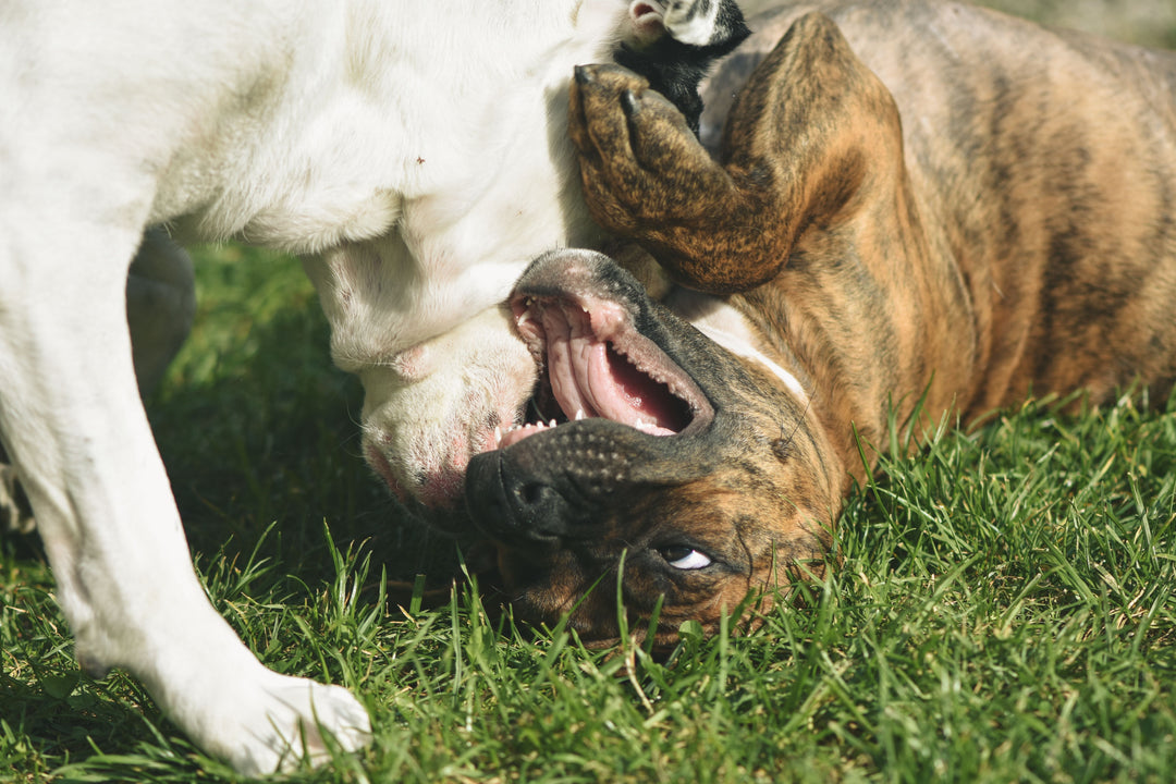 Everything Your Furry Friend Needs for a Happier, Healthier Everyday Life