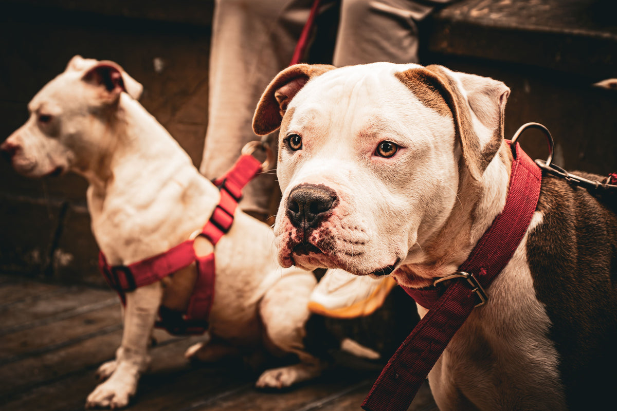 Dog Leashes: Strong, Adjustable and Reflective – Buy Dog Leashes Online at Best Price