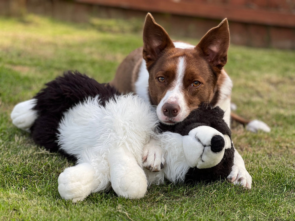 Smart Pet Supplies Every Dog and Cat Parent Should Consider
