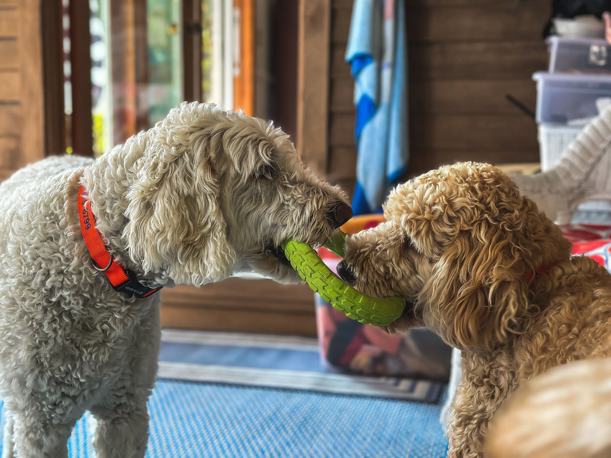 Beyond Pet Supplies: How the Right Products Can Make Everyday Life Better for Dogs and Cats