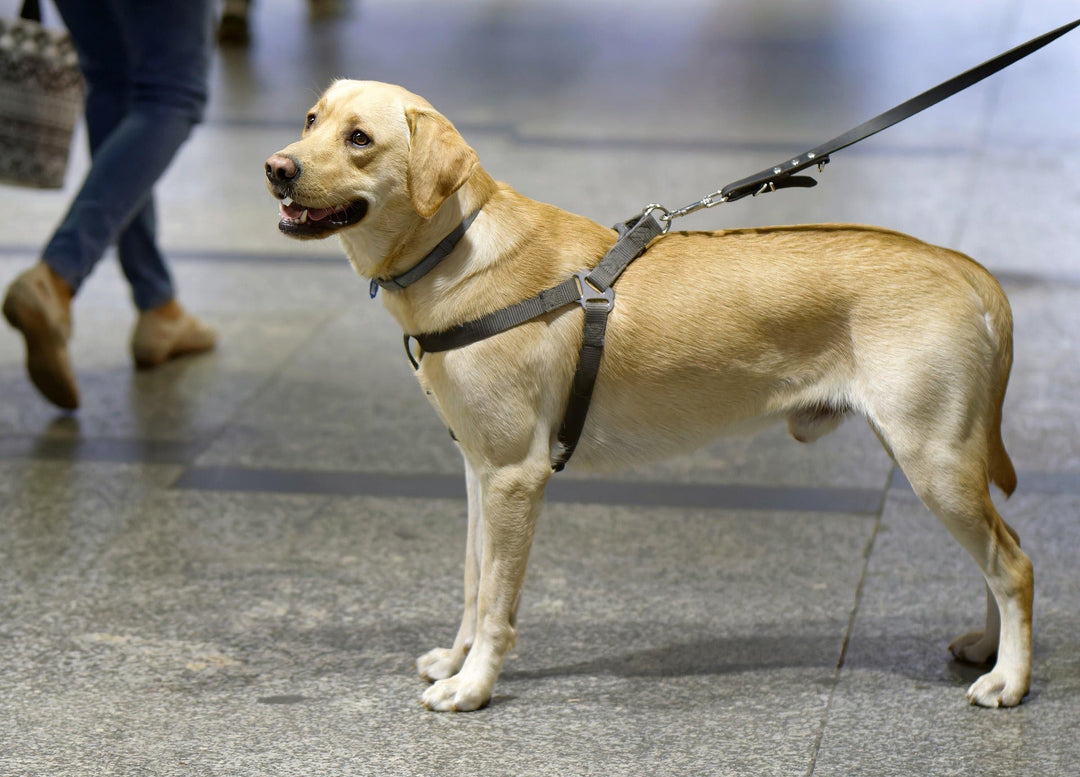Dog Leashes: Strong, Adjustable and Reflective — Buy Dog Leashes Online at Best Price Online