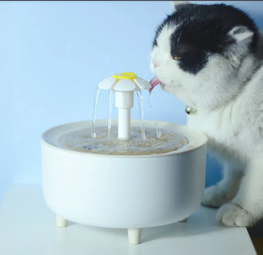 Pet Water Dispenser Paw Pals Pet Shop