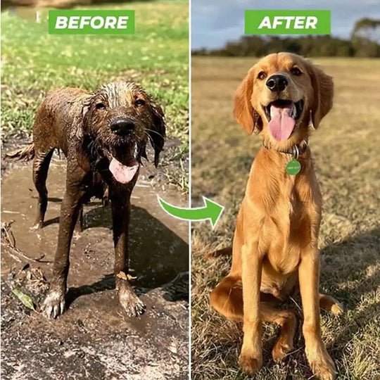 Durable Squeaky Toy