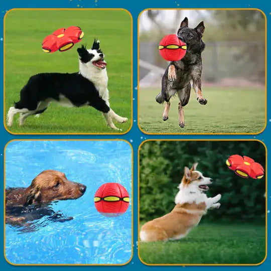 Pet Flying Saucer Ball  Happy Pet3   